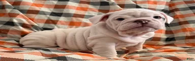 Pillsbury girl 