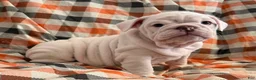 English Bulldog dogs for sale: Pillsbury girl  - Ad 1