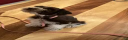 Miniature Schnauzer dogs for sale: Miniature Schnauzer 5 - Ad 3