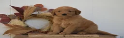 Golden Retriever dogs for sale: Kobe - Ad 1