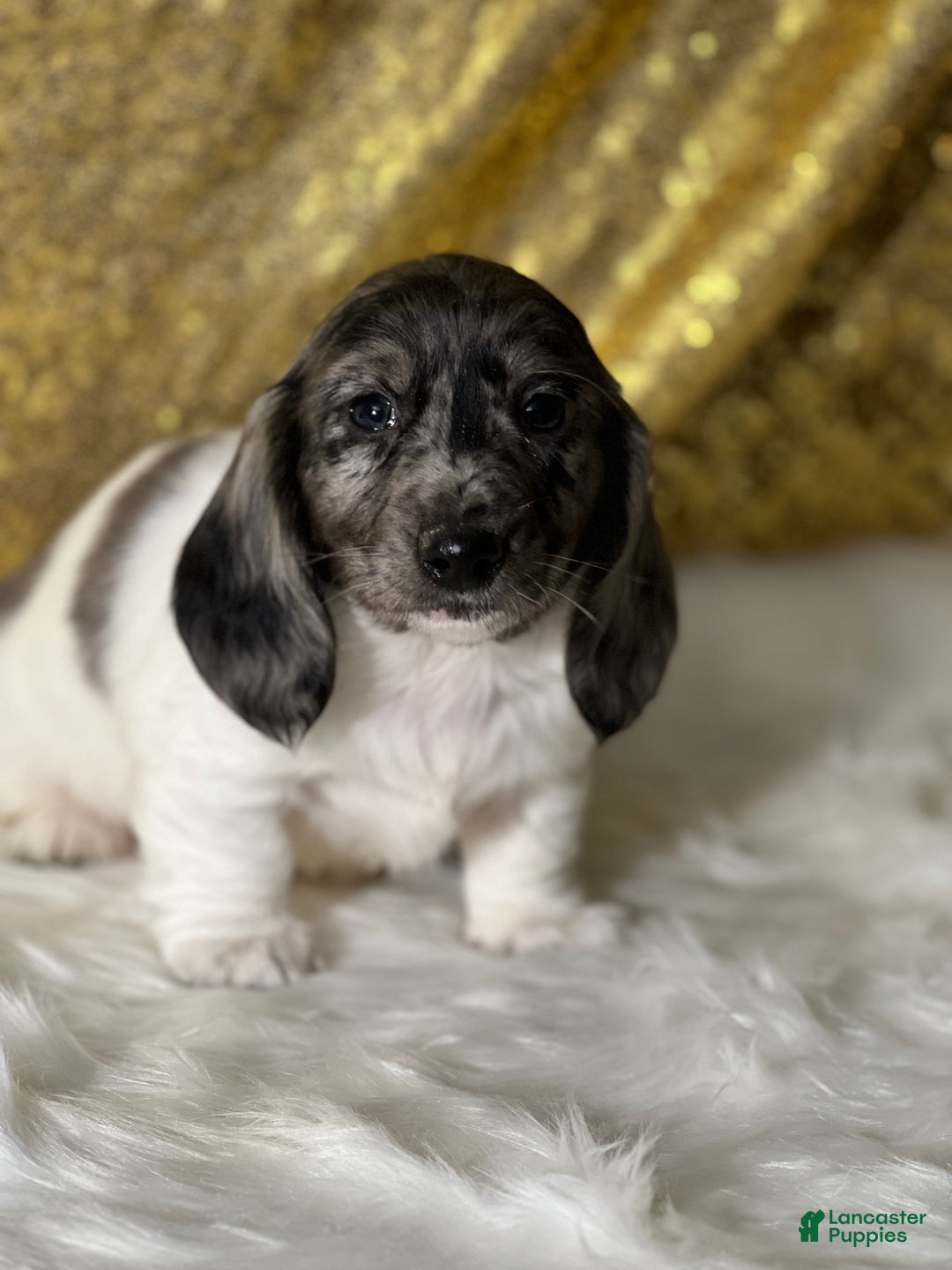 Dachshund dogs for sale: Tyson - Ad 1