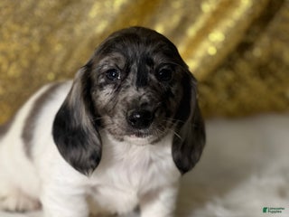 Dachshund dogs Tyson - Ad 10