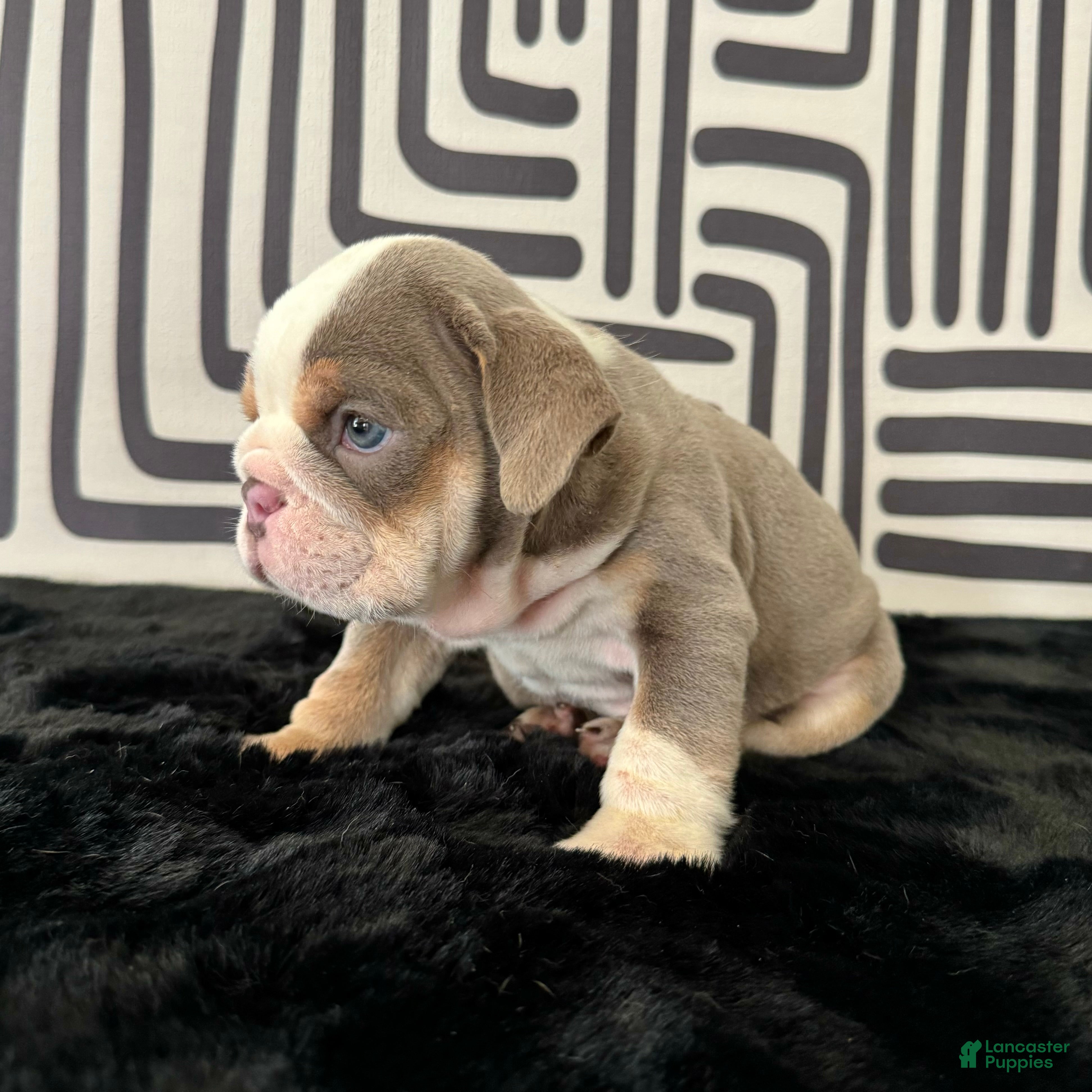 English Bulldog dogs Frida - Ad 2