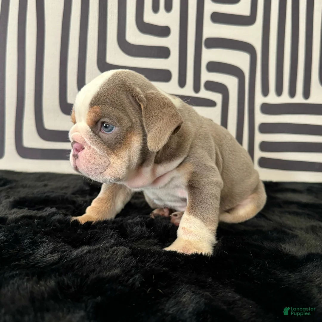 English Bulldog dogs for sale: Frida - Ad 2