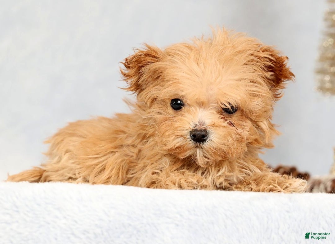 Havapoo dogs for sale: Uma - Ad 5