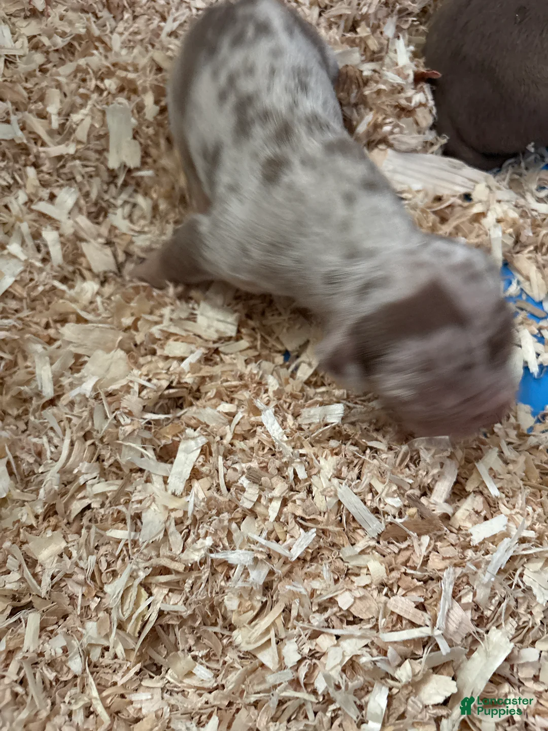 American Bully dogs for sale: Simba - Ad 1