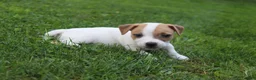Jack Russell Terrier dogs for sale: Cooper - Ad 7