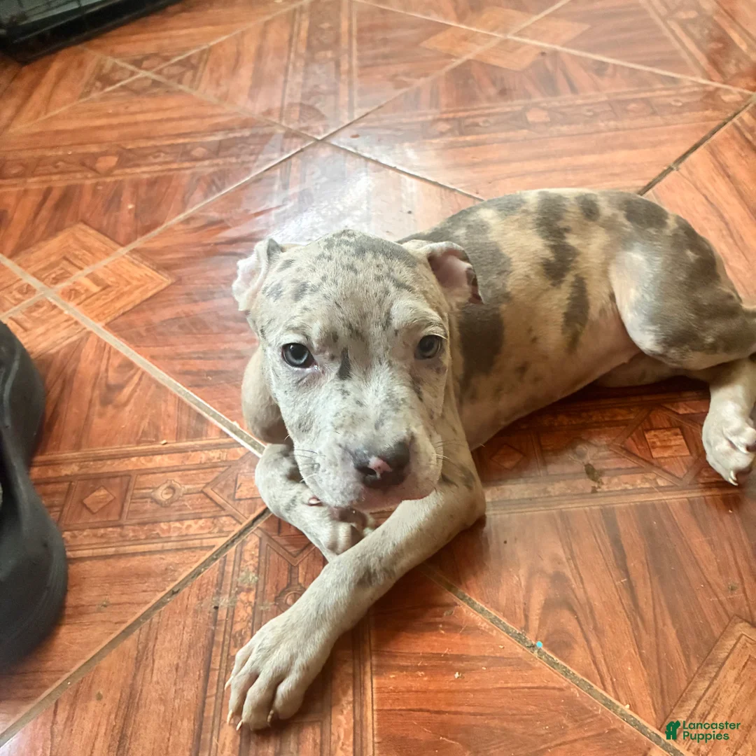 Mixed Breed dogs for sale: Mixed Breed 4 - Ad 2