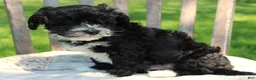 Havapoo dogs for sale: Toby - Ad 4