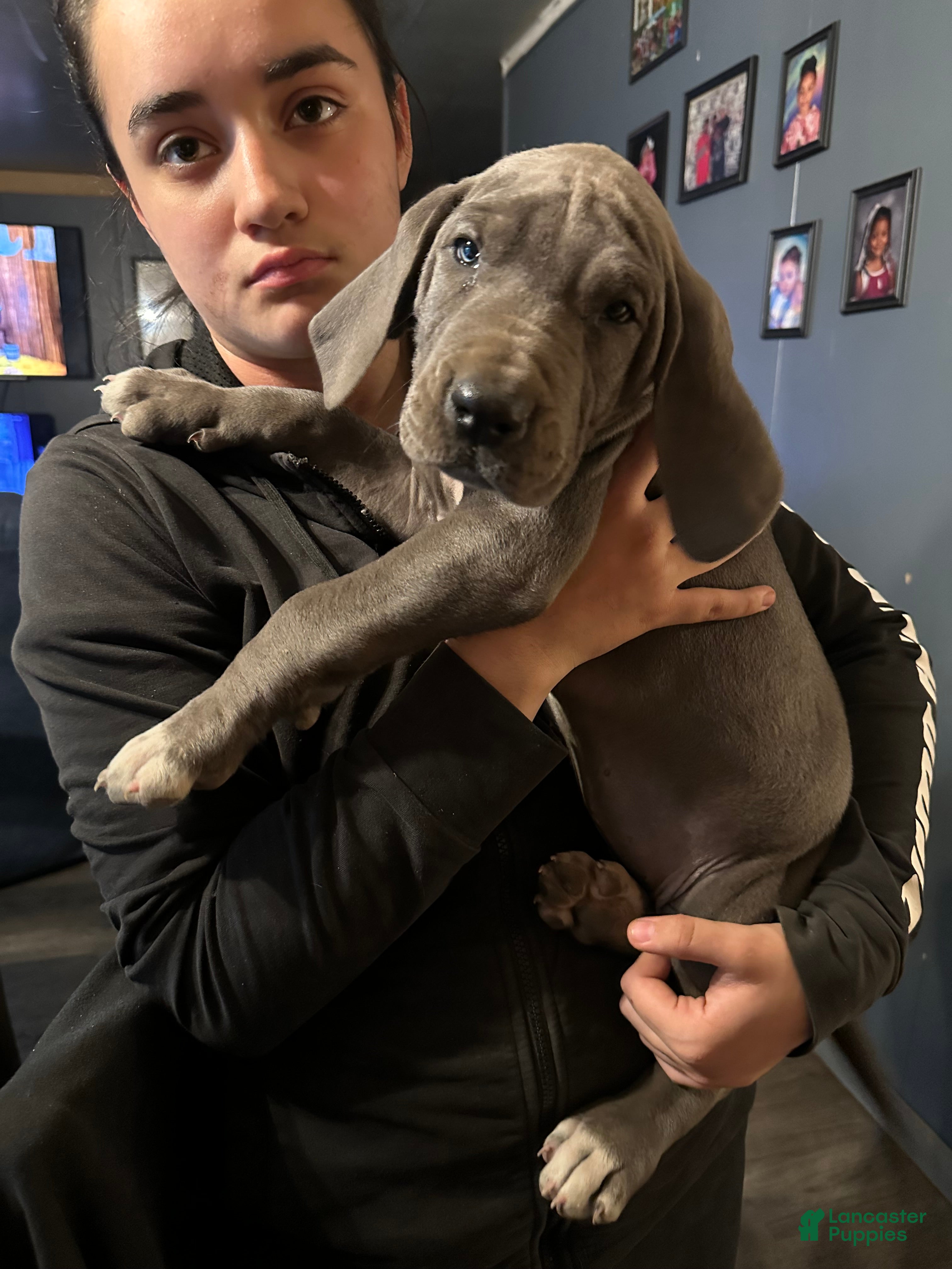 Great Dane dogs Great Dane Puppy 5 - Ad 39