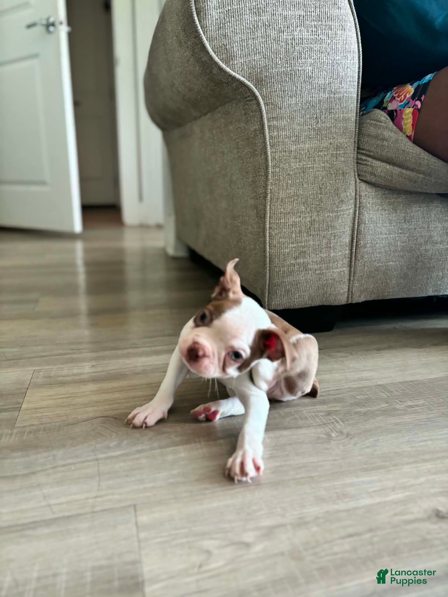 Boston Terrier dogs for sale: Boston Terrier Puppy 2 - Ad 3