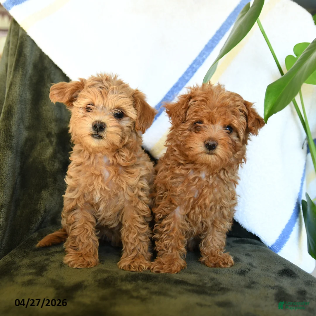 Maltipoo dogs for sale: Cute - Ad 3