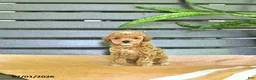 Miniature Poodle dogs for sale: Curtis - Ad 5
