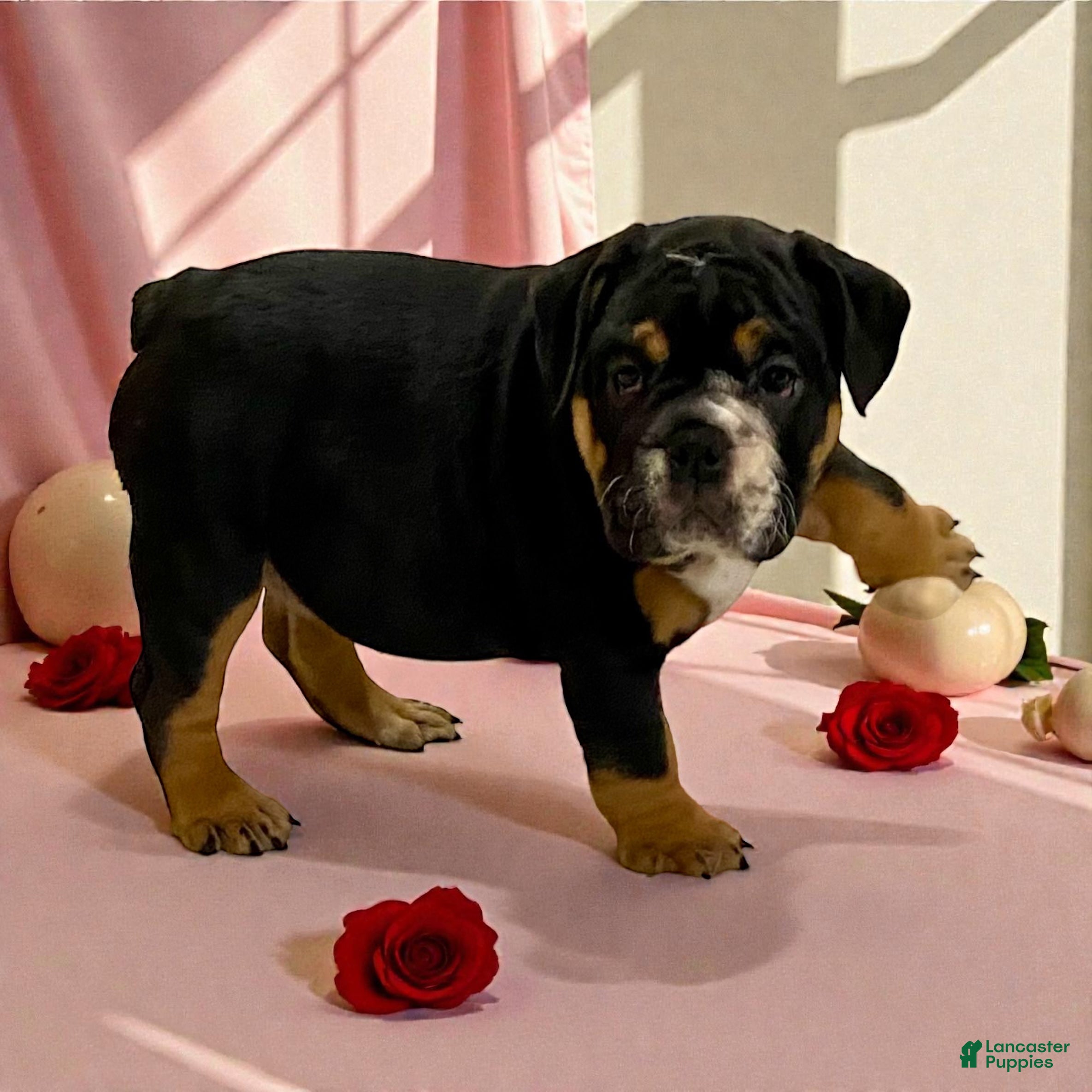 English Bulldog dogs Raven - Ad 35