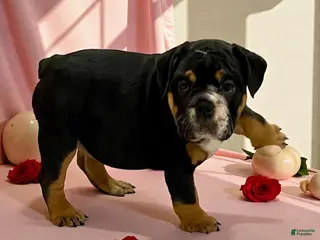 English Bulldog dogs Raven - Ad 35