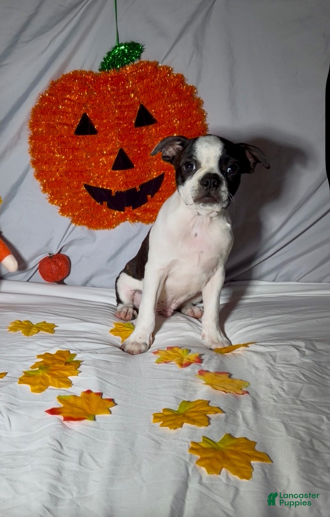 Boston Terrier dogs Frankie - Ad 1