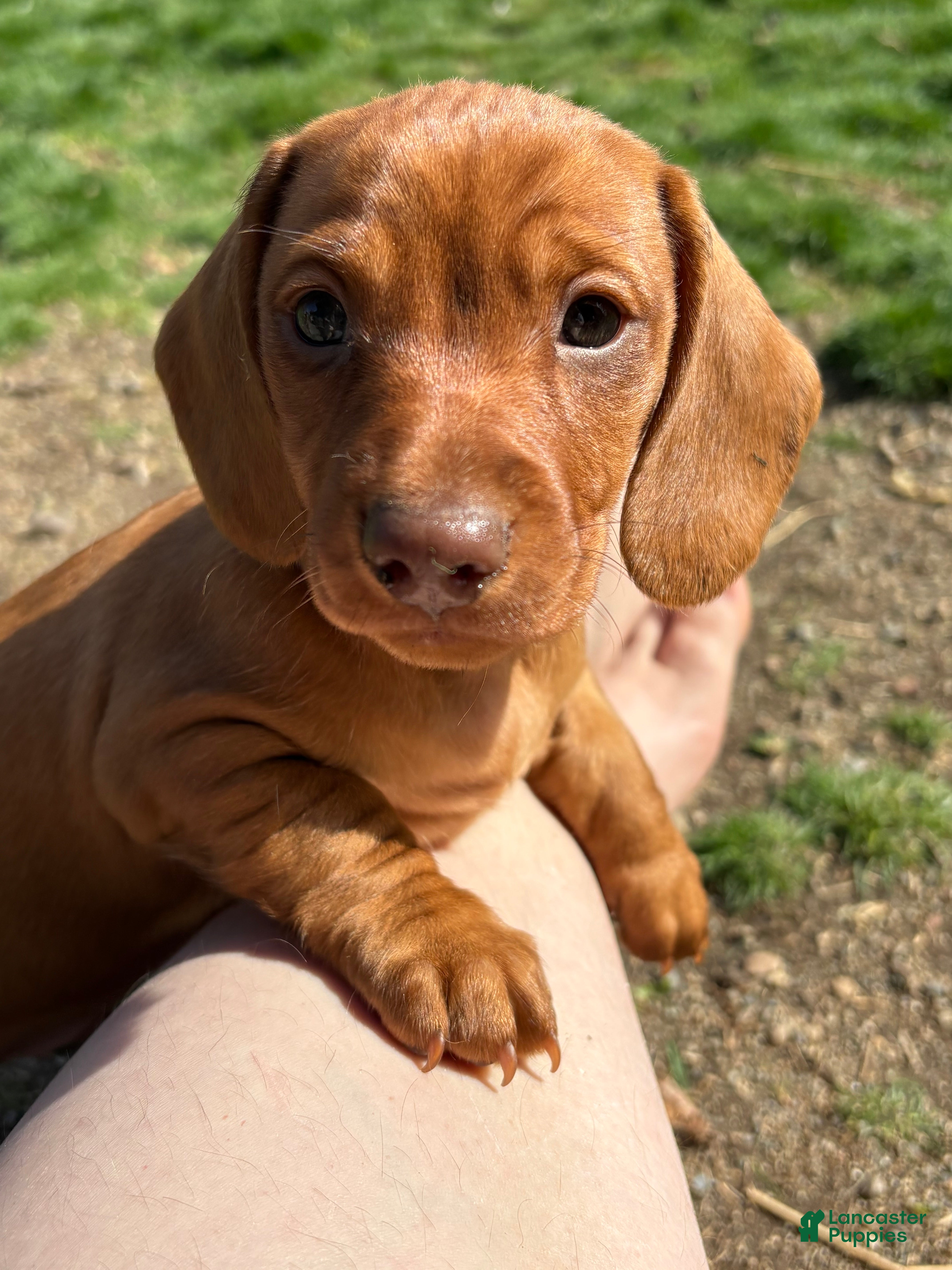 Dachshund dogs Murphy - Ad 1