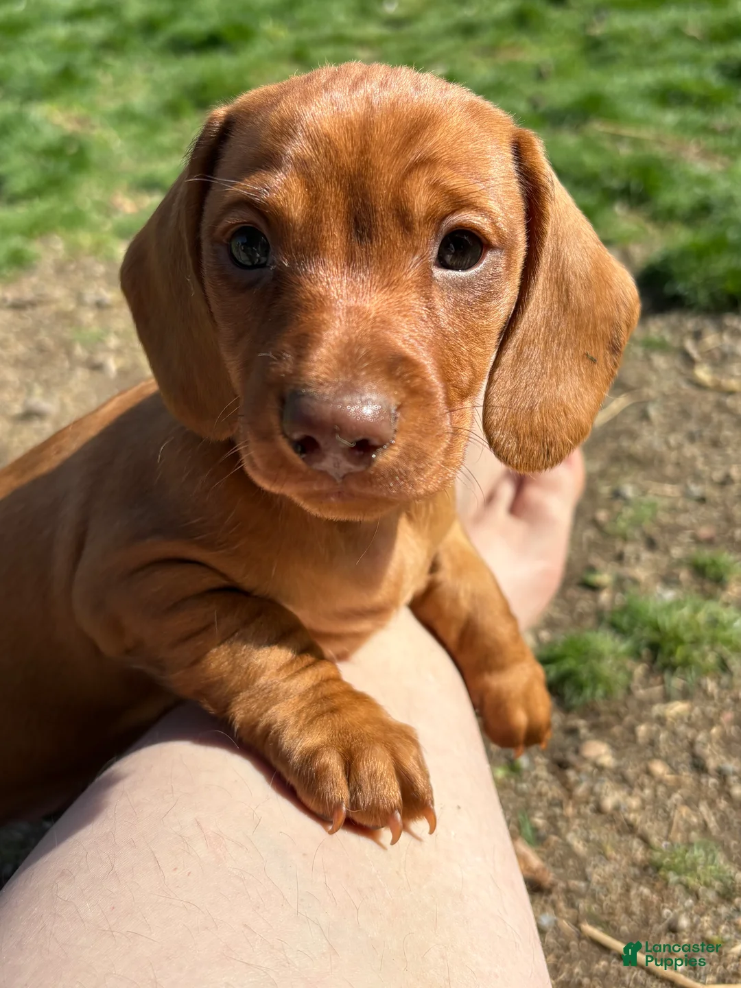 Dachshund dogs for sale: Murphy - Ad 1