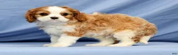 Cavalier King Charles Spaniel dogs for sale: Duke - Ad 8