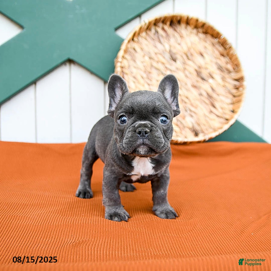 Corgi Puppies Corgi English Bulldog French Bulldog Best Place To Buy  English Bulldog Puppies English, image size:1080x1080