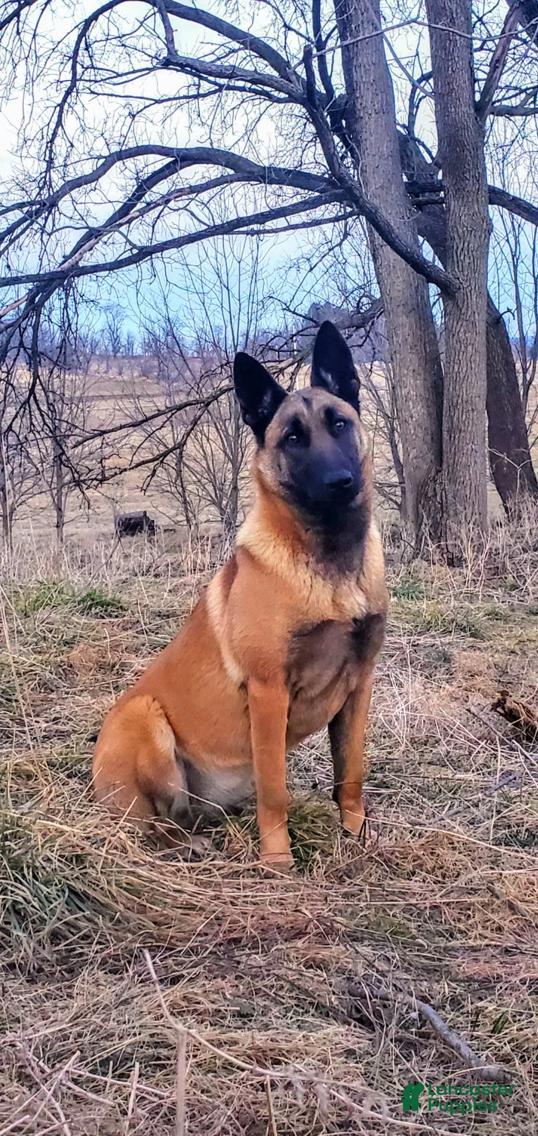 Gallery Image {{count}}