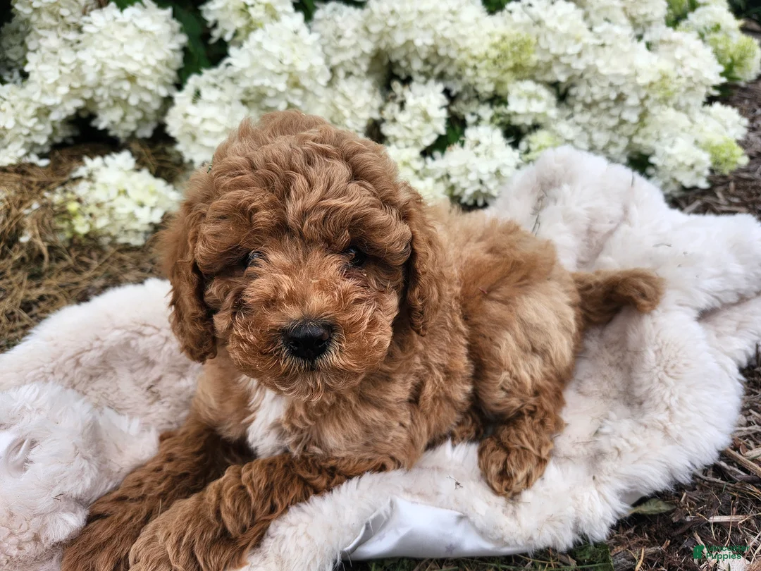 Miniature Poodle dogs for sale: Jaxon  - Ad 2