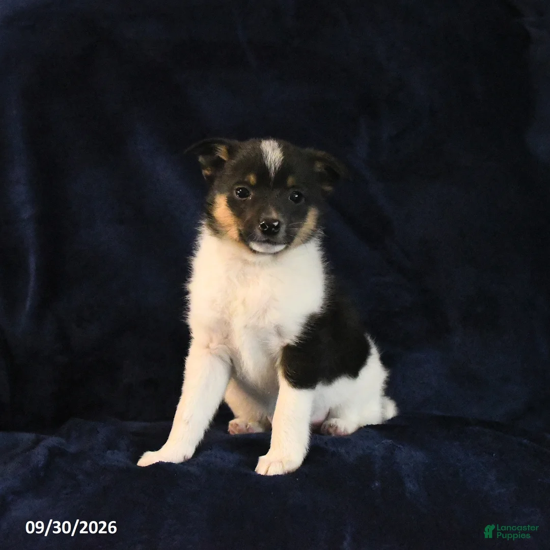 Mixed Breed dogs for sale: Sadie - Ad 2