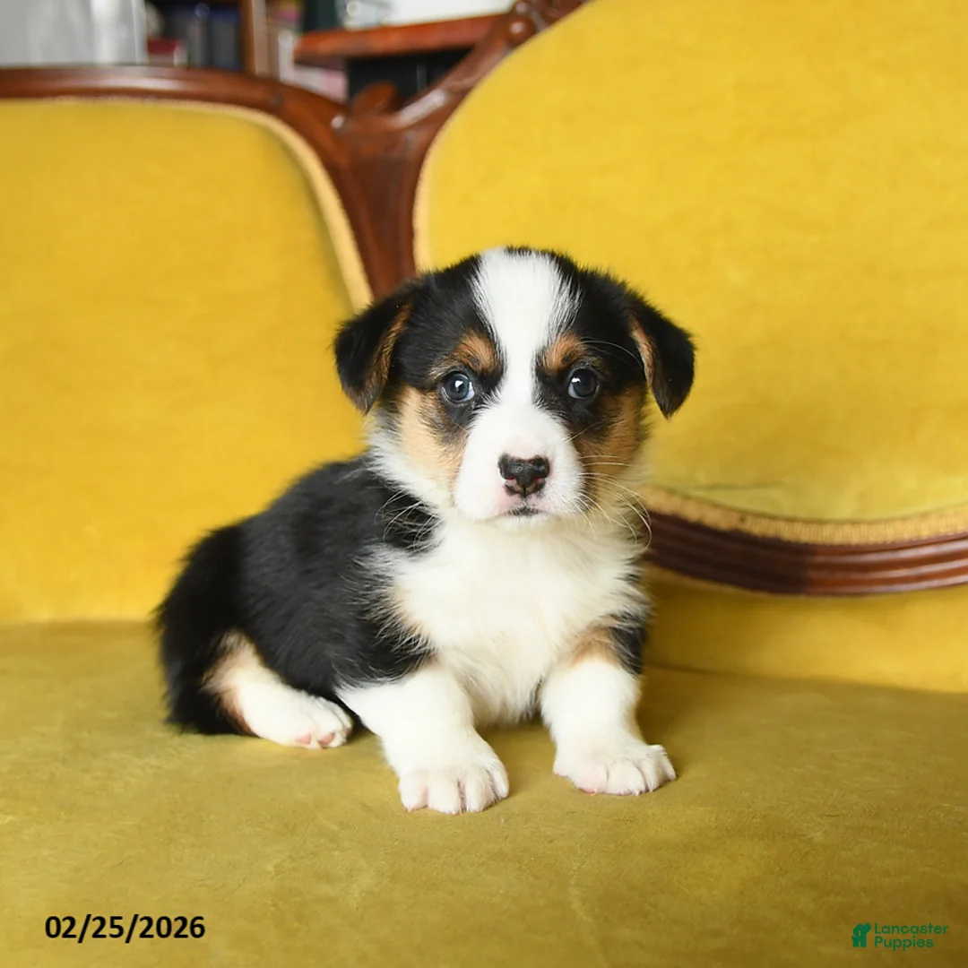 Welsh Corgi Pembroke dogs for sale: Toola - Ad 1