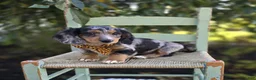 Miniature Dachshund dogs for sale: Trickster - Ad 8