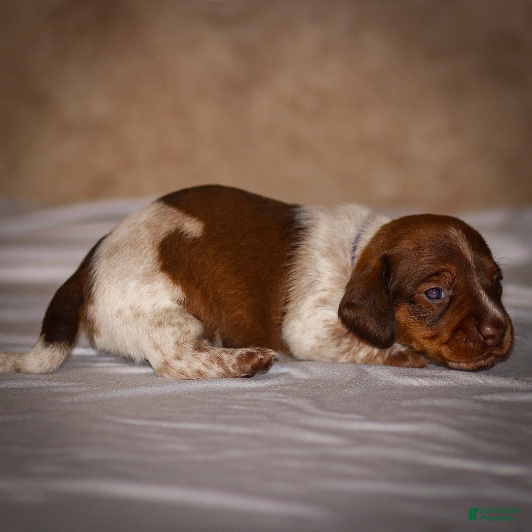 Dachshund dogs for sale: Heidi - Ad 10