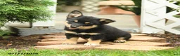 Mixed Breed dogs for sale: Todd - Ad 2