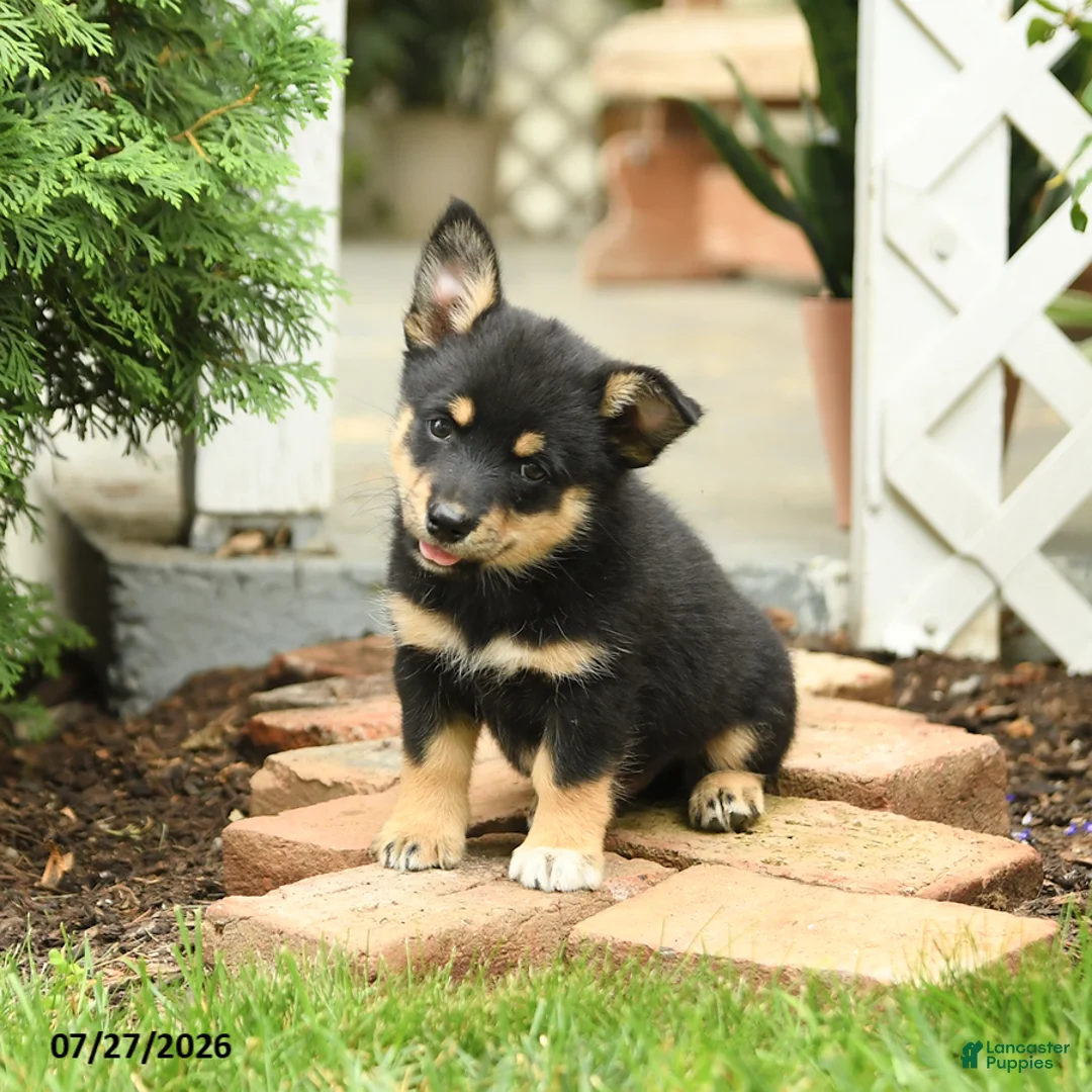 Mixed Breed dogs for sale: Todd - Ad 2