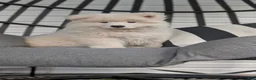 Samoyed dogs for sale: Brock - Ad 1