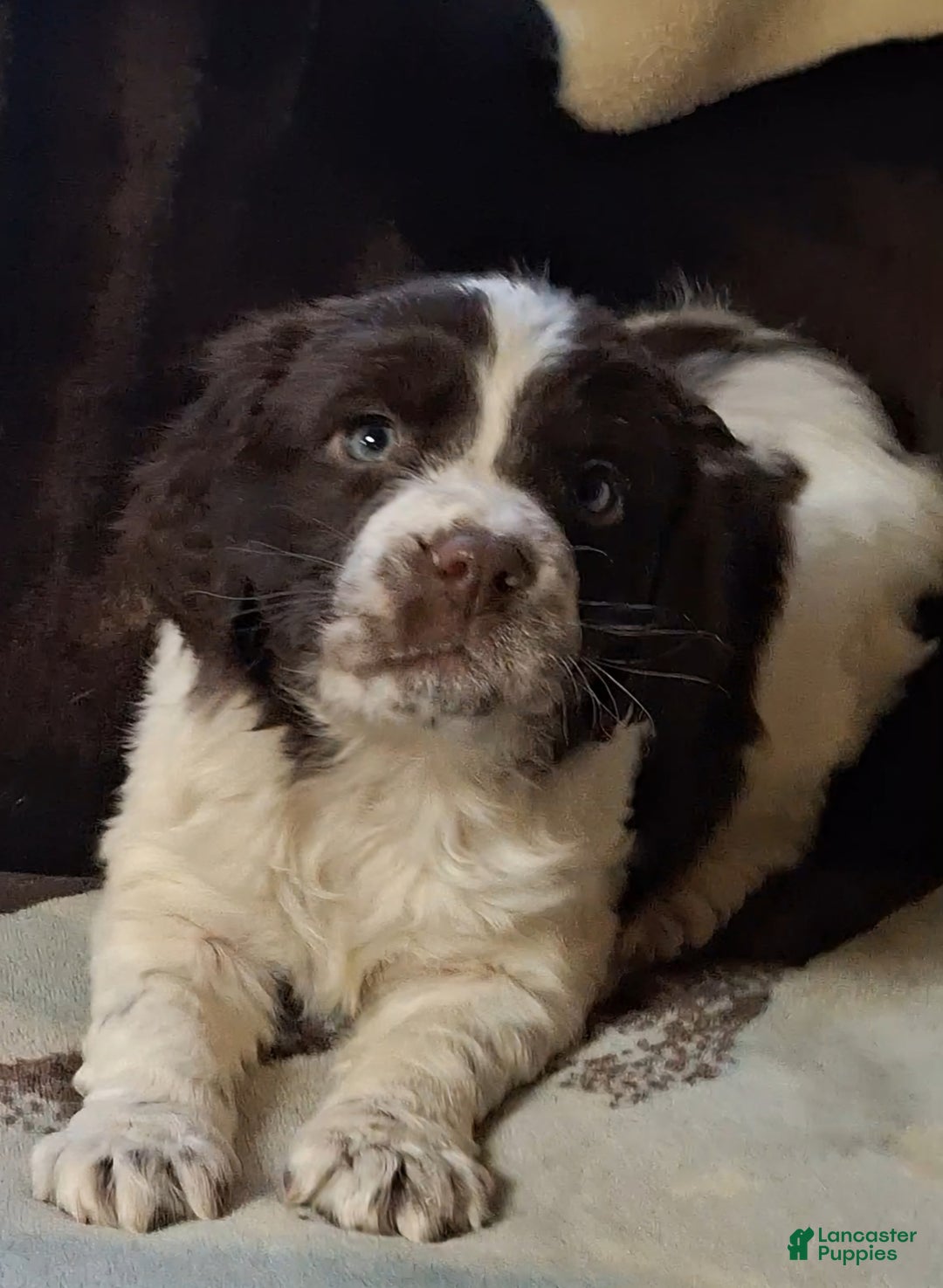 English Springer Spaniel dogs for sale: Charlie - Ad 2