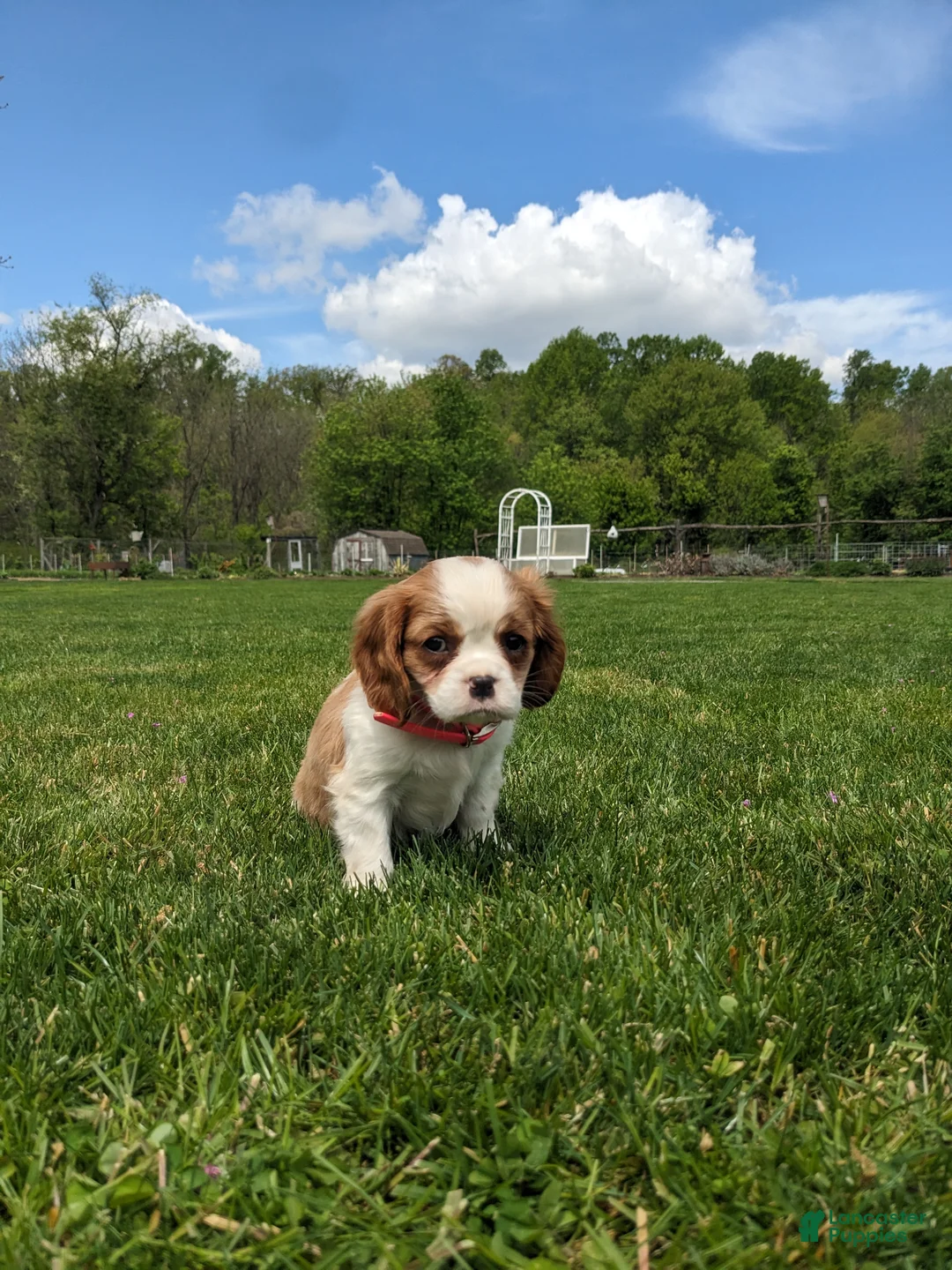 Cavalier King Charles Spaniel dogs for sale: Konnie  - Ad 2