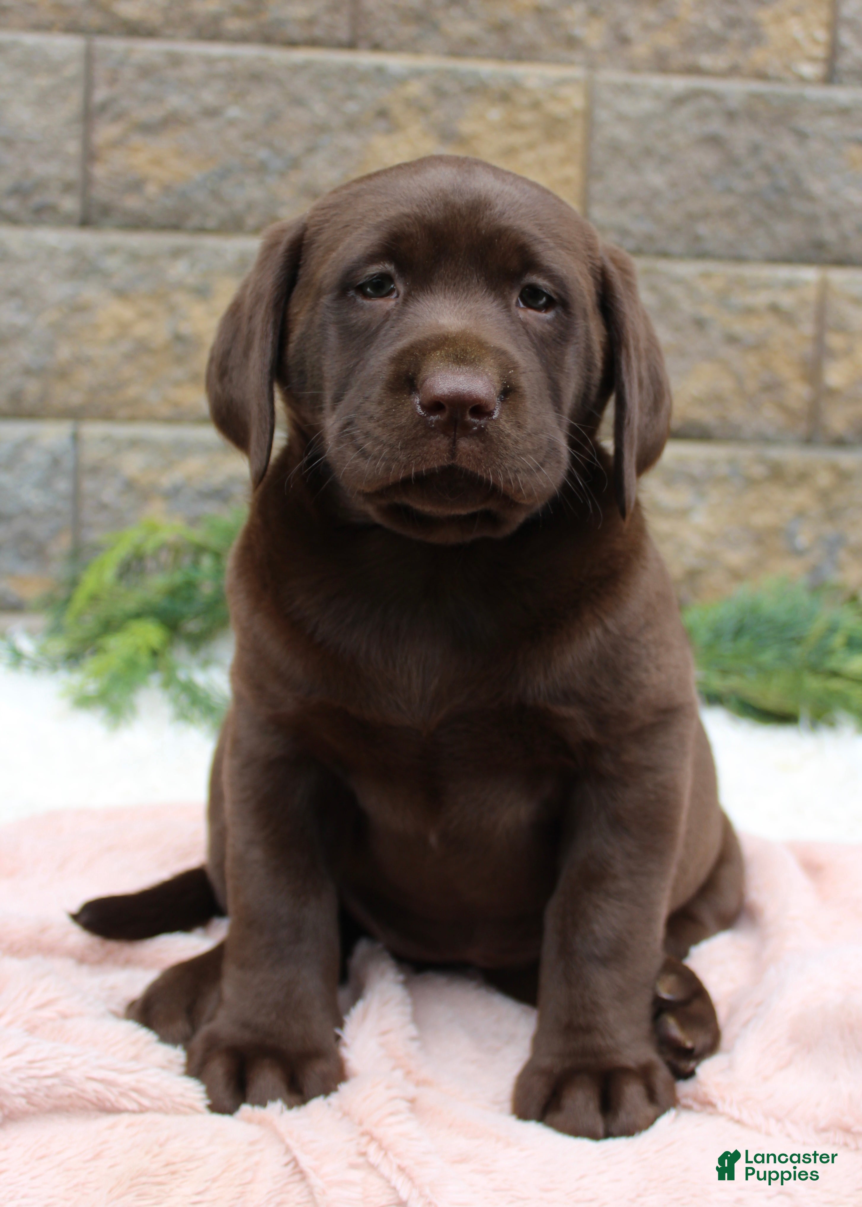 Labrador Retriever dogs for sale: Dandy - Ad 6