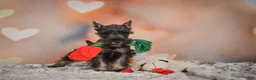Miniature Schnauzer dogs for sale: Rose - Ad 14