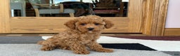 Cockapoo dogs for sale: Terrance - Ad 5