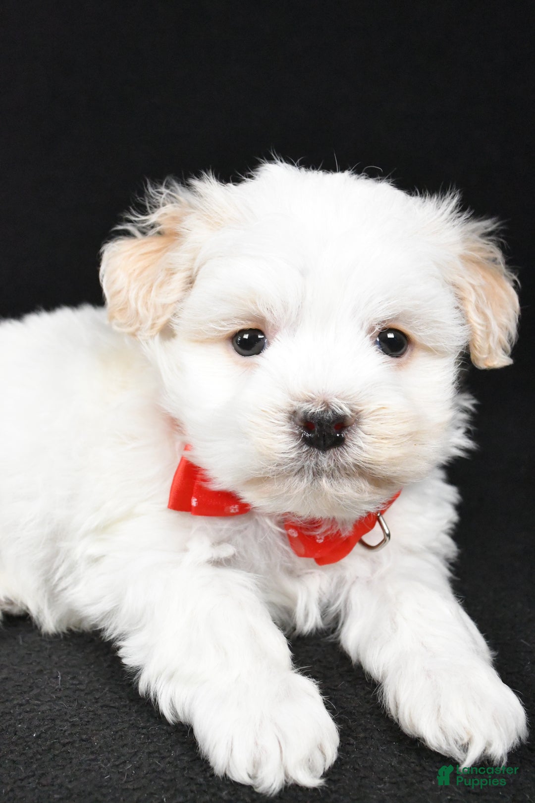 Havanese dogs for sale: Dell - Ad 3