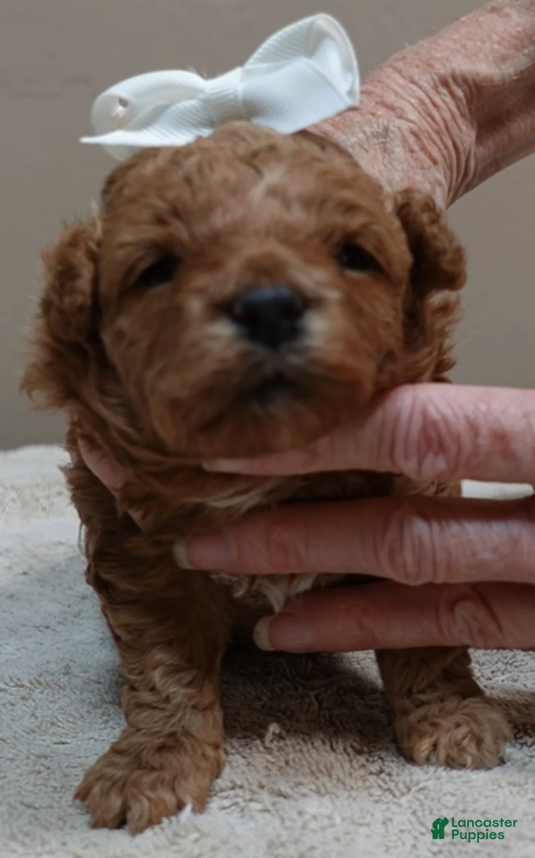Toy Poodle dogs for sale: Valentine - Ad 2