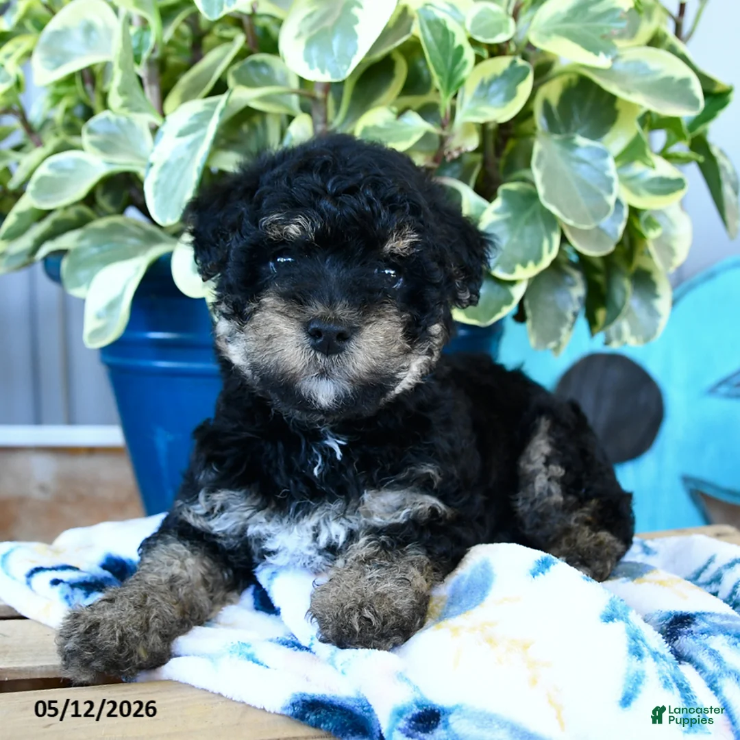 Yorkiepoo dogs for sale: Cricket - Ad 3