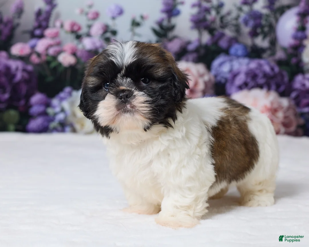 Shih Tzu dogs for sale: Roscoe - Ad 5
