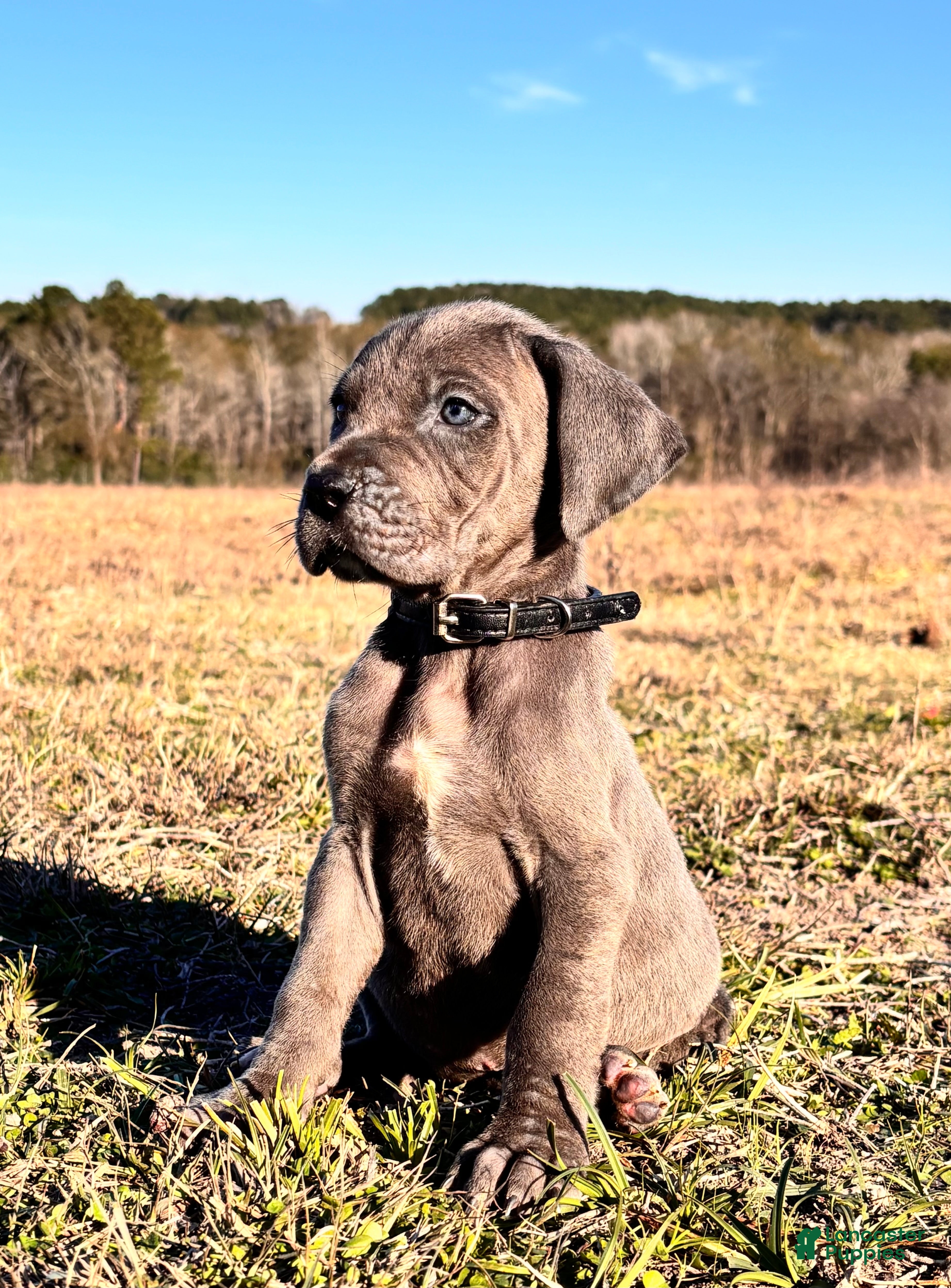 Great Dane dogs Euro Line Blue Beauty - Missy  - Ad 2