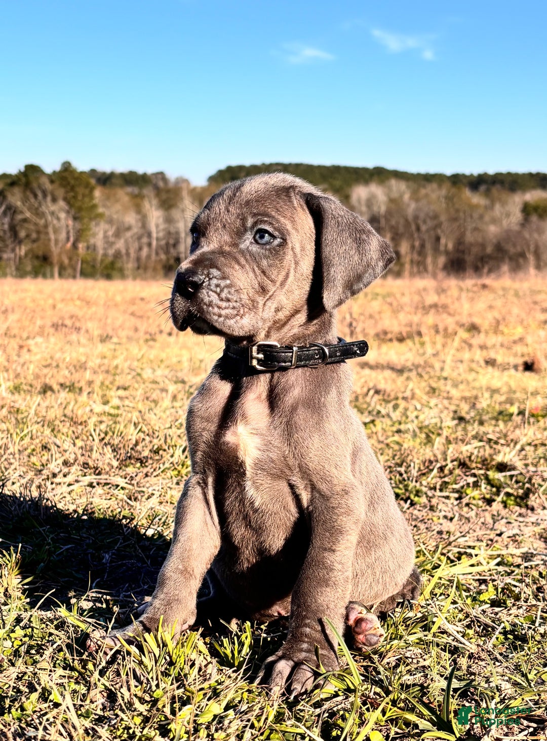 Great Dane dogs for sale: Euro Line Blue Beauty - Missy  - Ad 2