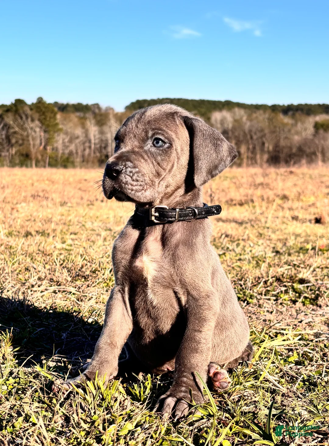 Great Dane dogs for sale: Euro Line Blue Beauty - Missy  - Ad 2