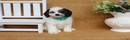 Cavapoo dogs for sale: Violet- black and white Cavapoo - Ad 2