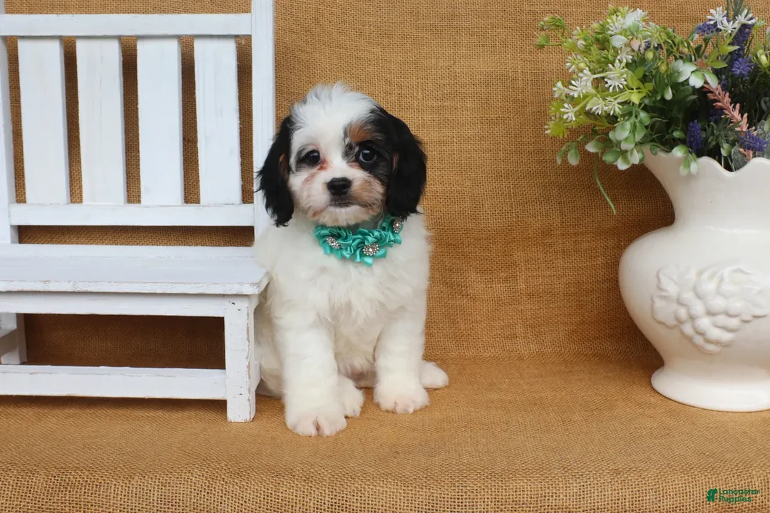Cavapoo dogs for sale: Violet- black and white Cavapoo - Ad 2