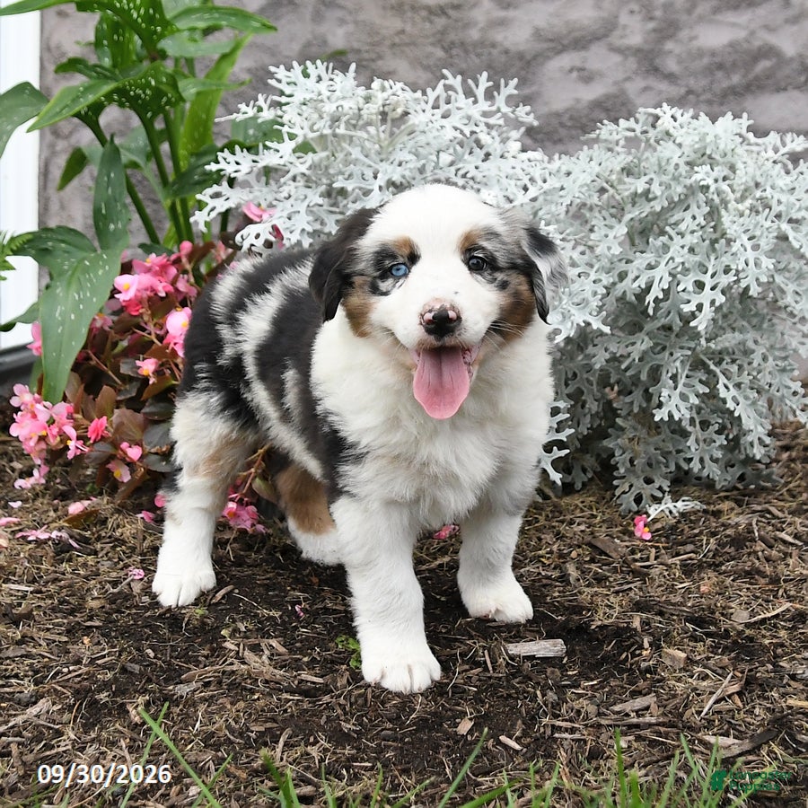 Australian Shepherd dogs Lucky - Ad 2