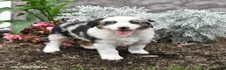 Australian Shepherd dogs for sale: Lucky - Ad 2