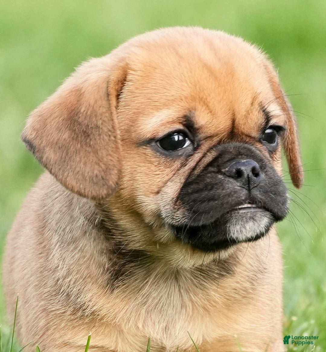 Puggle dogs for sale: Morgan - Ad 9